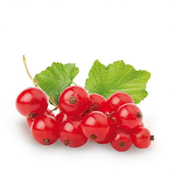 Ribes rubrum Jonkheer van Tets C2 Lit. 40-60 cm