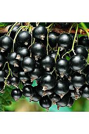 Ribes nigrum Zwart Titania C3 Lit. Na steblu 60 cm