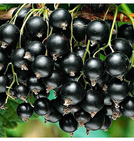 Ribes nigrum Zwart Titania C3 Lit. Na steblu 60 cm