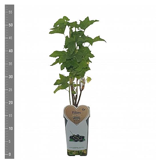 Ribes nigrum Titania C2 Lit. 30-40 cm