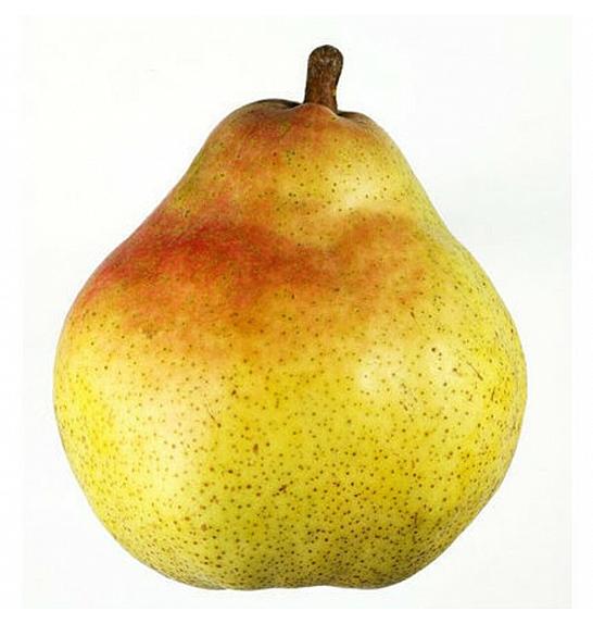Pyrus communis Williams C7,5 Lit. 125-150 cm