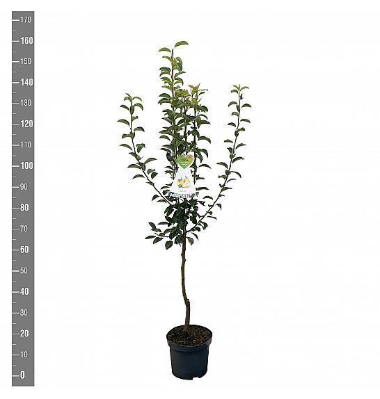 Pyrus communis Williams C7,5 Lit. 125-150 cm