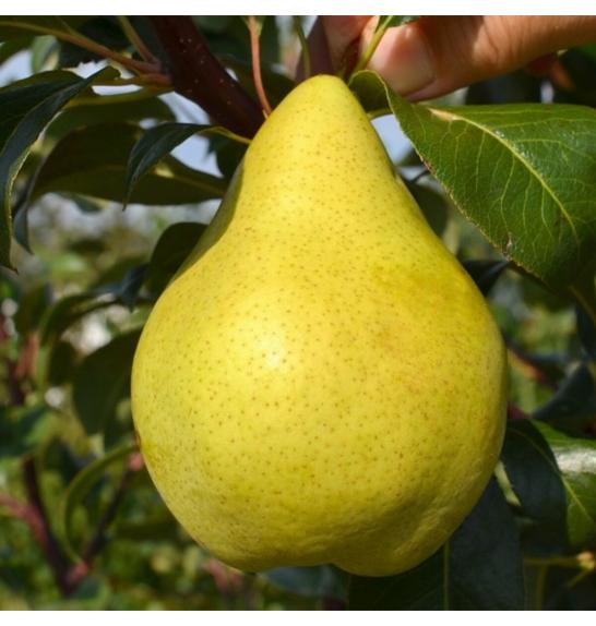 Pyrus communis Condo C5 Lit. 80-100 cm Stebričasta (55739)