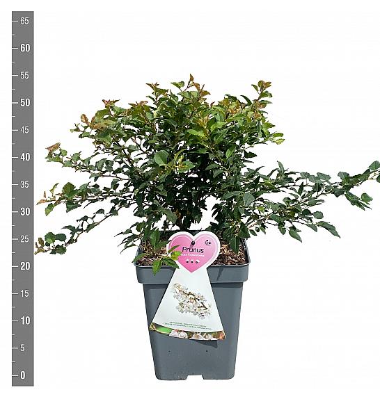 Prunus incisa Koju no mai C5 Lit. 60-80 cm