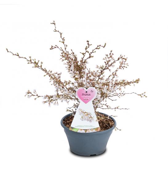 Prunus incisa Koju no mai C3 Lit. 30-40 cm (16286)
