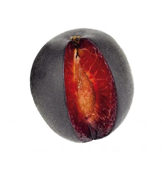 Prunus hybrid Aprisali C7,5 Lit. 125-150 cm