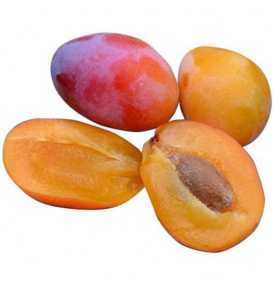 Prunus domestica Aprimira C5 Lit. 80-100 cm Patio