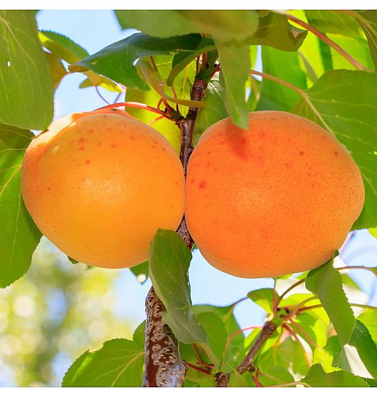 Prunus armeniaca Armicol C5 Lit. 80-100 cm Stebričasta