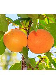 Stebričasta marelica Armicol