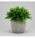 Baby Panda Grass