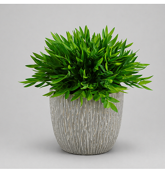 Pogonatherum Monica; Ø12 cm