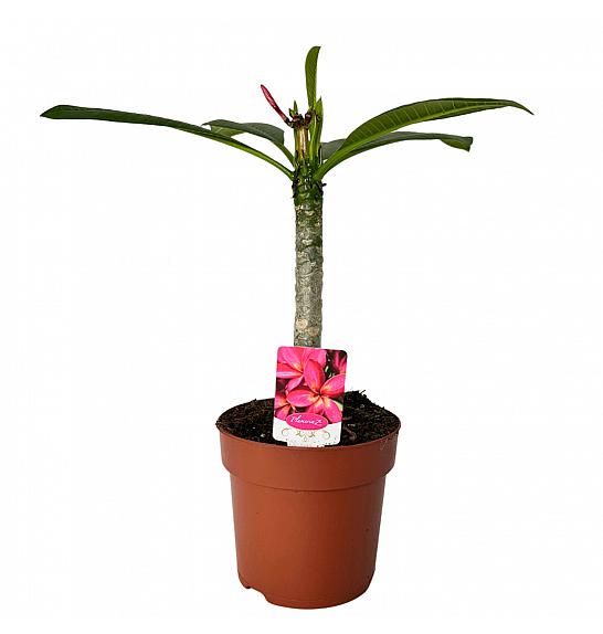 Plumeria rubra Hawaiian Pearl; Ø14 cm