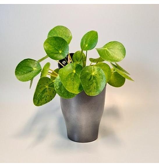 Pilea peperomoides Mojito ; Ø13 cm