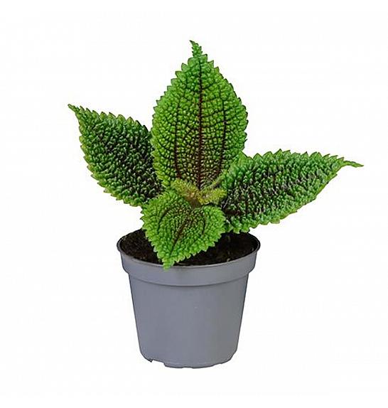 Pilea alumi Moon Valley; Ø12 cm