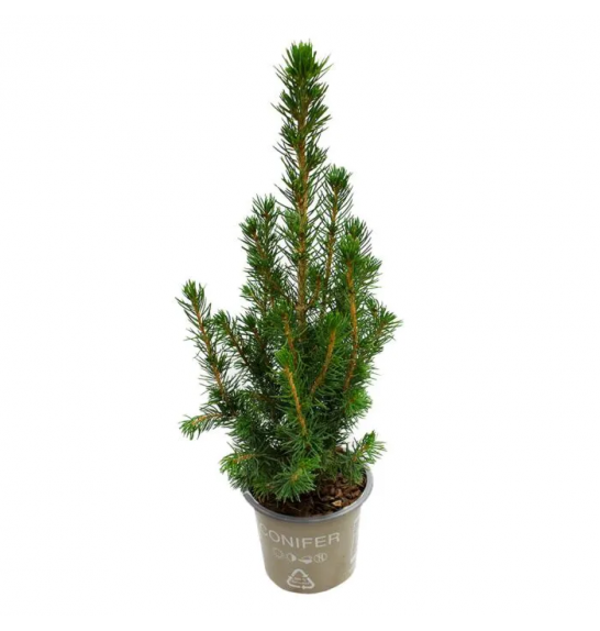 Picea glauca Conica Ø9