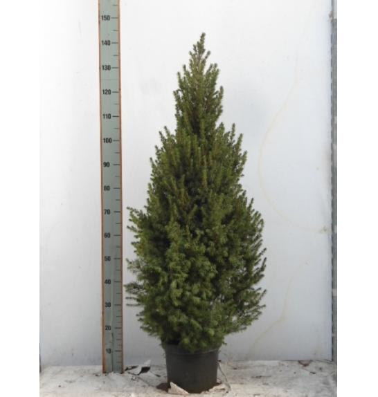 Picea glauca Conica C5 Lit. 90-100 cm