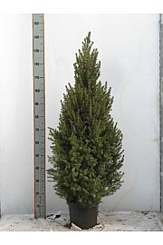 Stožčasta smreka Conica