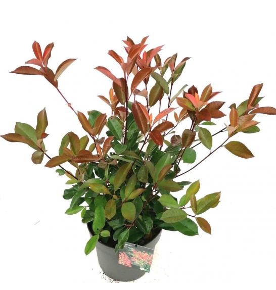 Photinia fraseri Red Robin C3 Lit. 60-80 cm