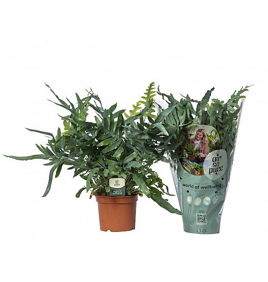 PHLEBODIUM AUREUM BLUE STAR; Ø12