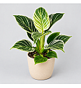 Filodendron 'White wave'