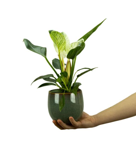 PHILODENDRON WHITE MEASURE; 11cm