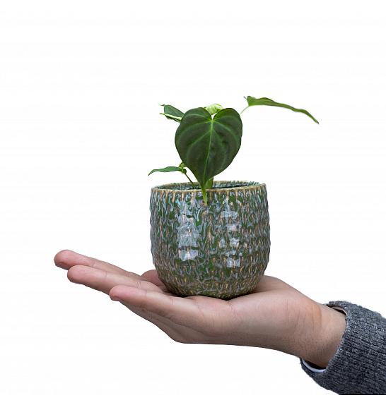 Philodendron Verrucosum ; Ø6 cm