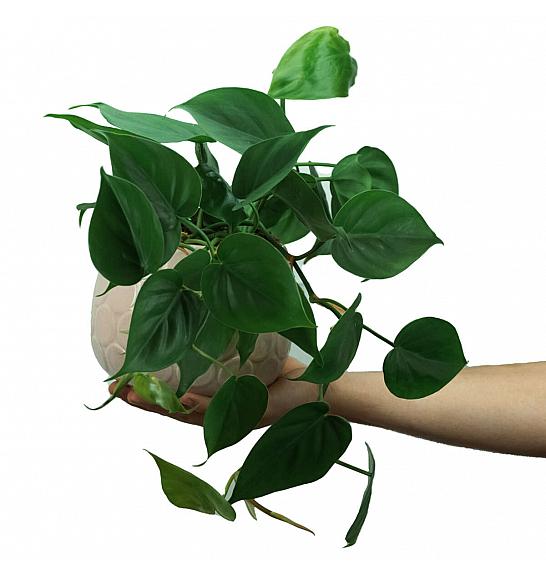 Philodendron scandens; Ø11 cm