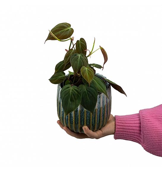 Philodendron scandens micans; Ø12 cm