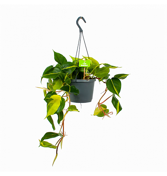 Philodendron scandens Brasil ; Ø17 cm