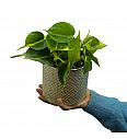 Filodendron Brasil M