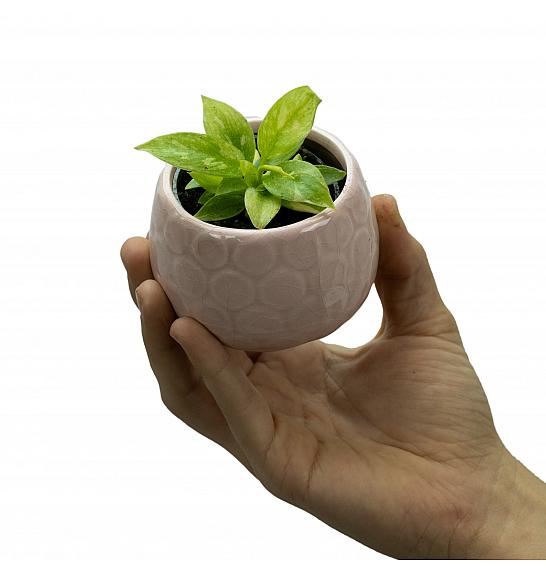 Philodendron Ring of Fire; Ø6 cm