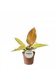 Filodendron Prince of Orange