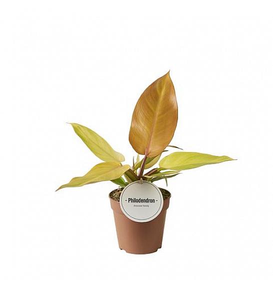 Philodendron Prince of Orange; Ø12 cm