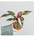 Filodendron 'Pink Princess Marble'