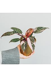 Filodendron 'Pink Princess Marble'