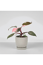 Filodendron Pink Princess