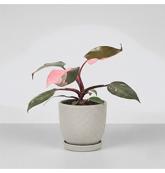 Philodendron Pink Princess ; Ø17 cm