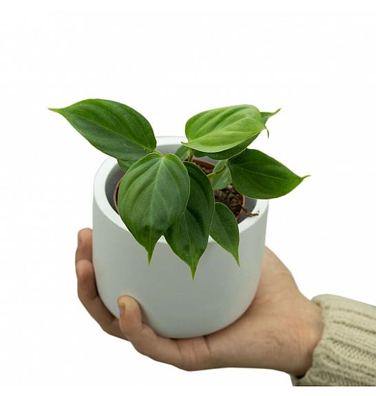 Philodendron Nangaritense ; Ø8 cm