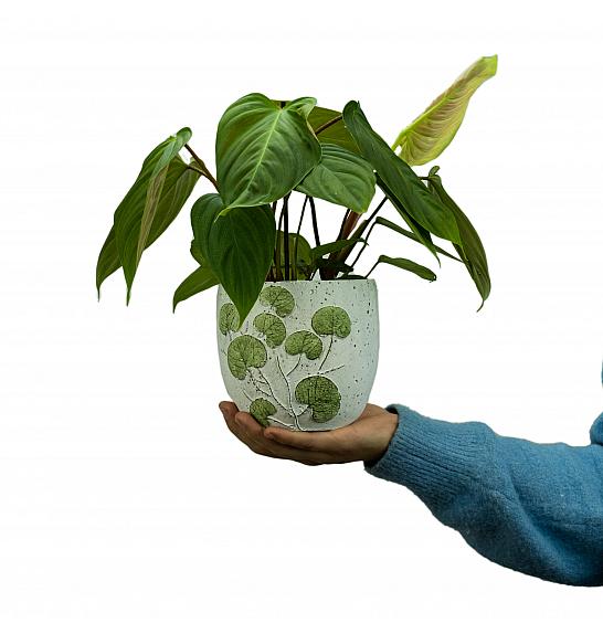 Philodendron Nangaritense ; Ø12 cm