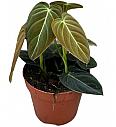 Filodendron Melanochrysum 