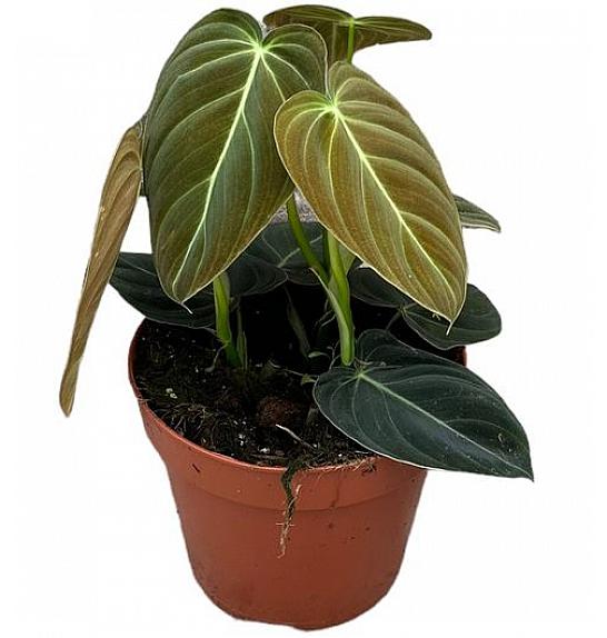 Philodendron Melanochrysum potaknjenci; o13 cm