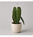 Filodendron Melanochrysum - Reši me