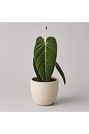 Filodendron Melanochrysum - Reši me