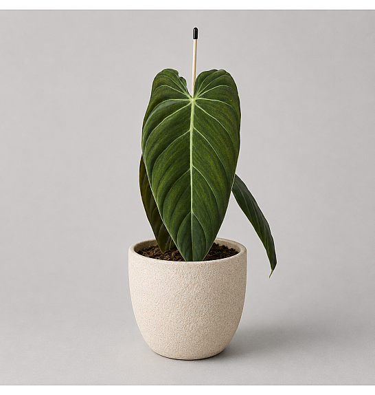 Philodendron Melanochrysum; Ø 12 cm