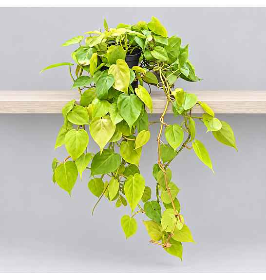 Philodendron Malay Gold; 12 cm