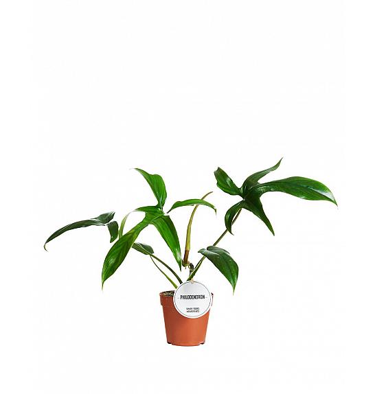 PHILODENDRON HYBRID; Ø12 cm