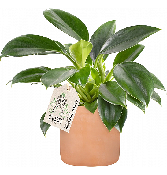 Philodendron Green Princess ; Ø11 cm