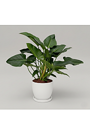 Filodendron Green Beauty