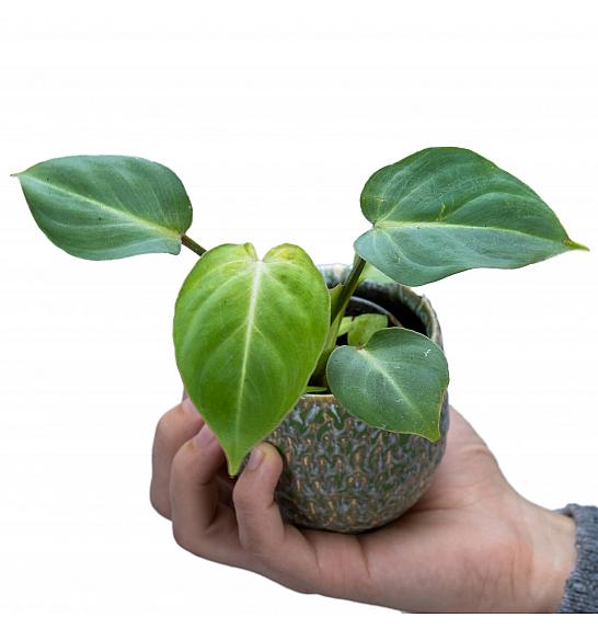 Philodendron Gloriosum ; Ø6 cm