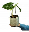 Filodendron Gloriosum M